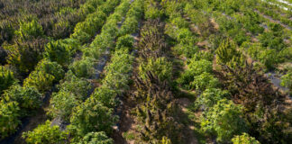 Is Hemp is a Threat to the Tobacco Industry? Aerial view of an outdoor hemp grow in Southern Oregon