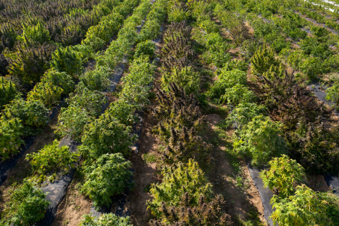 Aerial view of an outdoor hemp grow in Southern Oregon
