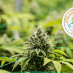 Yellow Dream Farm and Hi Dreams Farm Cultivation Now Offering Comprehensive Consulting Services 3515bc22-ef36-438b-9851-058e6154f132