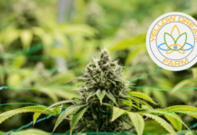 Yellow Dream Farm and Hi Dreams Farm Cultivation Now Offering Comprehensive Consulting Services 3515bc22-ef36-438b-9851-058e6154f132