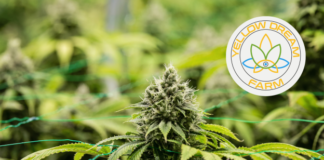 Yellow Dream Farm and Hi Dreams Farm Cultivation Now Offering Comprehensive Consulting Services 3515bc22-ef36-438b-9851-058e6154f132