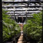The Popularity of Flower is Declining in Regulated Markets Close up of an indoor cannabis cultivation room with rows of live marijuana plants