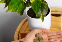 Sunsoil Names Lucinda Alcorn Vice President of Sales Sunsoil