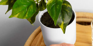 Sunsoil Names Lucinda Alcorn Vice President of Sales Sunsoil