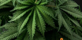 Cantourage UK Partners with Portocanna to Improve Affordable Medical Cannabis Access in the UK Cantourage and Portocanna further cement their partnership with entry to the UK