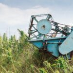 What the 2023 Farm Bill Could Mean for CBD and Other Cannabinoids Farmer driving combine harvester collecting industrial hemp flowers on the cannabis sativa field, side view.