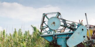 What the 2023 Farm Bill Could Mean for CBD and Other Cannabinoids Farmer driving combine harvester collecting industrial hemp flowers on the cannabis sativa field, side view.