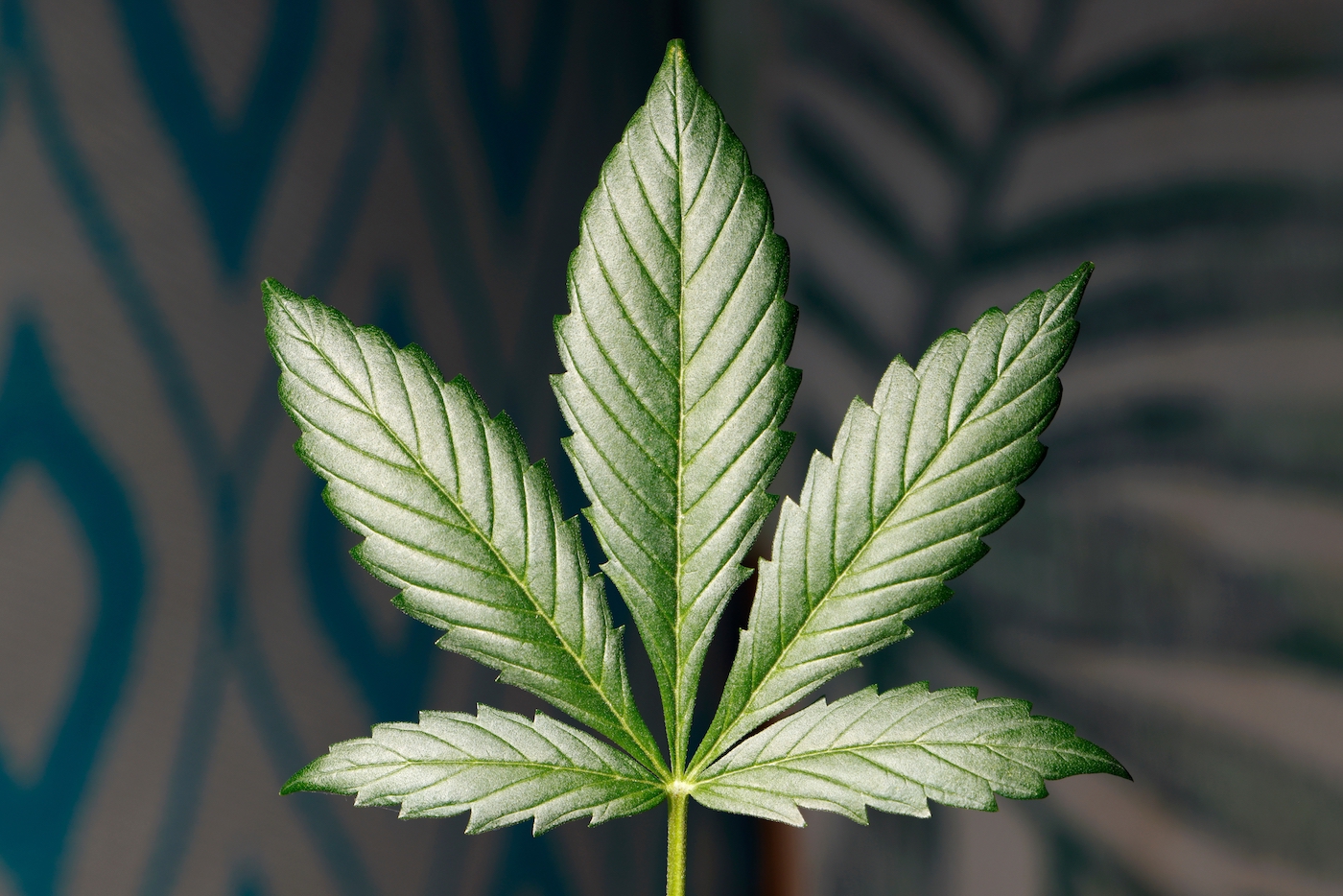 Trimmed cannabis fan leaf