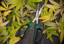 Was October’s Harvest Successful? Trimming fan leaves