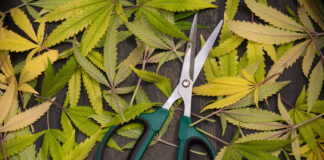Trimming Fan Leaves to Maximize Bud Health and Quality Trimming fan leaves