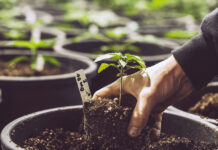 CannaBusiness ERP: Helping Businesses Focus on Growth Cannabis,Plants,In,Garden