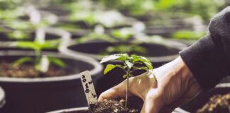 CannaBusiness ERP: Helping Businesses Focus on Growth Cannabis,Plants,In,Garden