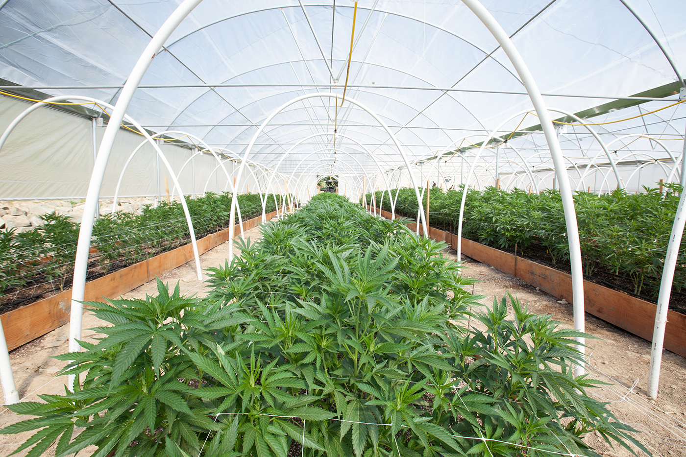 Commercial,Cannabis,Grow,Operation
