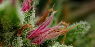 The Big Benefits of Cannabis Triploids Apricot Papaya 3to1