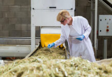 The Secret to Streamlining and Scaling Scientist,Observing,Dry,Cbd,Hemp,Plants,By,The,Sorting,Machine