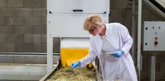 The Secret to Streamlining and Scaling Scientist,Observing,Dry,Cbd,Hemp,Plants,By,The,Sorting,Machine