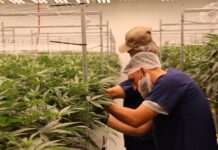 22Red Arizona Grow Facility Launch 22Red grow facility 4