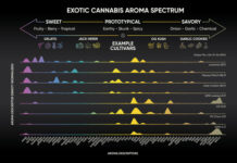 Abstrax Discovers New Exotic Flavor Compounds and Cannabis’ Hidden Flavor Spectrum Abstrax-Exotic-Cannabis-Aroma-Spectrum