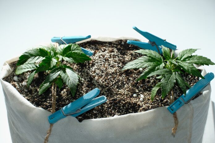 two cannabis plants growing out of a bag with soil and clips to train the plants