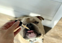 Pet Releaf Announces New Retailer Resources, Including Pet Releaf University and Dedicated Support Specialists unnamed (6)