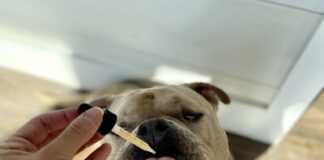 Pet Releaf Announces New Retailer Resources, Including Pet Releaf University and Dedicated Support Specialists unnamed (6)