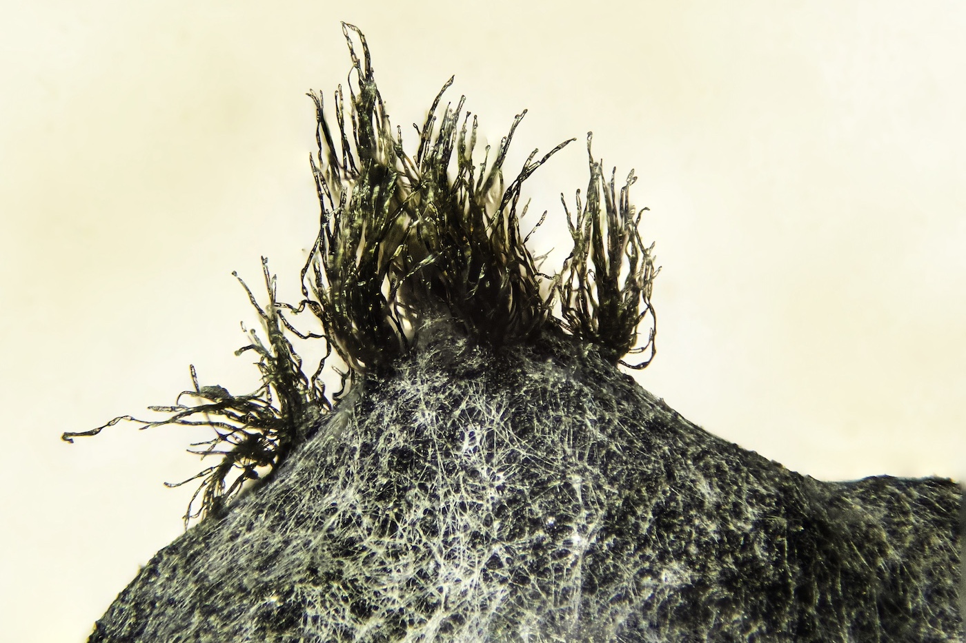 bud rot botrytis microscopic view