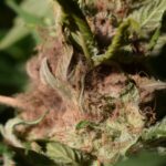 Bud Rot: Spotting, Treating, and Preventing Botrytis bud rot on a cannabis plant