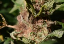 Bud Rot: Spotting, Treating, and Preventing Botrytis bud rot on a cannabis plant