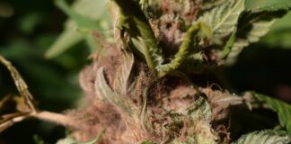 Bud Rot: Spotting, Treating, and Preventing Botrytis bud rot on a cannabis plant