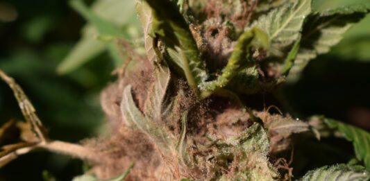 bud rot on a cannabis plant