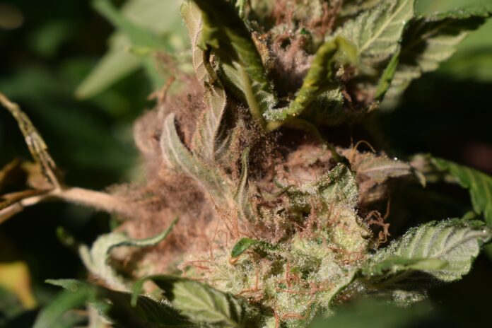 bud rot on a cannabis plant