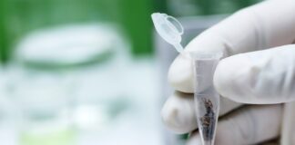 Most California Labs Barred from Testing Flower Cannabis flower lab testing for compliance