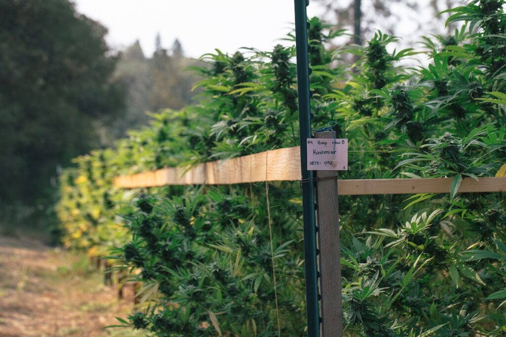 Foodoo Farms Cannabis Field