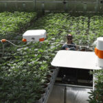 Neatleaf Secures $4m in Funding Led by AgFunder Neatleaf Spyder