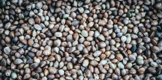 Relifa, F1SeedTech Partner to Provide F1 Hybrid Cannabis Seeds to German Market cannabis seeds for sensimilla, sensimilla weed, and sensimilla meaning