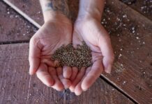 The 10 Best Cannabis Seed Banks for Quality Marijuana Seeds in 2025 man holding dozens of cannabis seeds between his open hands over a wood work table