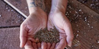 The 10 Best Cannabis Seed Banks for Quality Marijuana Seeds in 2025 man holding dozens of cannabis seeds between his open hands over a wood work table