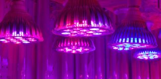 Dialing in Your Grow Lights Cannabis grow lights for optimization at different growth stages red light blue light