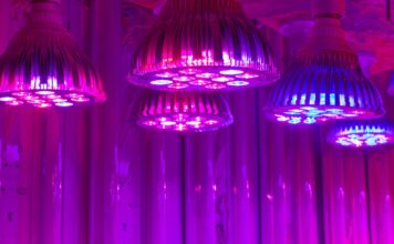 Dialing in Your Grow Lights Cannabis grow lights for optimization at different growth stages red light blue light