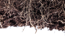 Pros and Cons of Different Growing Mediums for Cannabis growing media cannabis unpict shutterstock