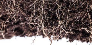 Pros and Cons of Different Growing Mediums for Cannabis growing media cannabis unpict shutterstock