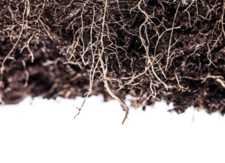 Pros and Cons of Different Growing Mediums for Cannabis growing media cannabis unpict shutterstock