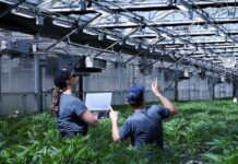 The Case for Automation Neatleaf Spyder in Cultivation Environment