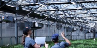 The Case for Automation Neatleaf Spyder in Cultivation Environment