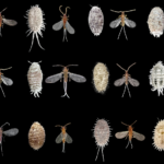 How to Eradicate Mealybug Infestations with Impunity different types of mealy bugs displayed neatly on black background