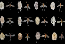 How to Eradicate Mealybug Infestations with Impunity different types of mealy bugs displayed neatly on black background