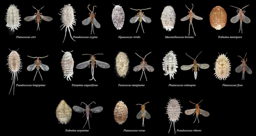 different species of mealybugs isolated on black background