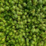 Disbarred Lawyer Cons Investors Out of $18 Million Hemp farm where lawyer conned investors out of $18 million