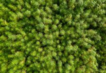 Disbarred Lawyer Cons Investors Out of $18 Million Hemp farm where lawyer conned investors out of $18 million