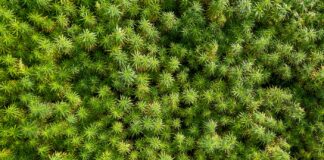 Disbarred Lawyer Cons Investors Out of $18 Million Hemp farm where lawyer conned investors out of $18 million